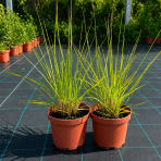 Perovec psiarkovitý (Pennisetum alopecuroides) - kont. C2L